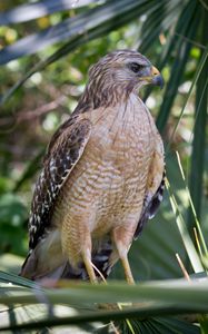 Preview wallpaper red shouldered hawk, hawk, bird, wildlife