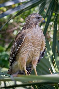 Preview wallpaper red shouldered hawk, hawk, bird, wildlife