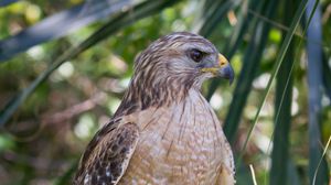 Preview wallpaper red shouldered hawk, hawk, bird, wildlife