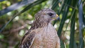 Preview wallpaper red shouldered hawk, hawk, bird, wildlife