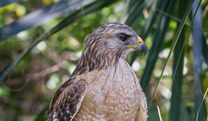 Preview wallpaper red shouldered hawk, hawk, bird, wildlife