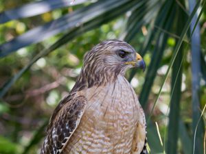 Preview wallpaper red shouldered hawk, hawk, bird, wildlife