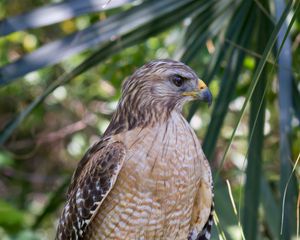 Preview wallpaper red shouldered hawk, hawk, bird, wildlife