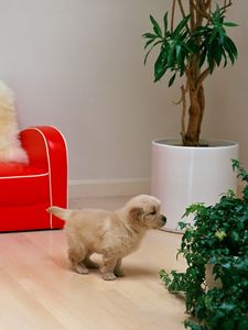 Preview wallpaper red sofa, puppy, flower