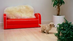 Preview wallpaper red sofa, puppy, flower