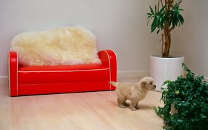 Preview wallpaper red sofa, puppy, flower