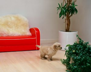 Preview wallpaper red sofa, puppy, flower
