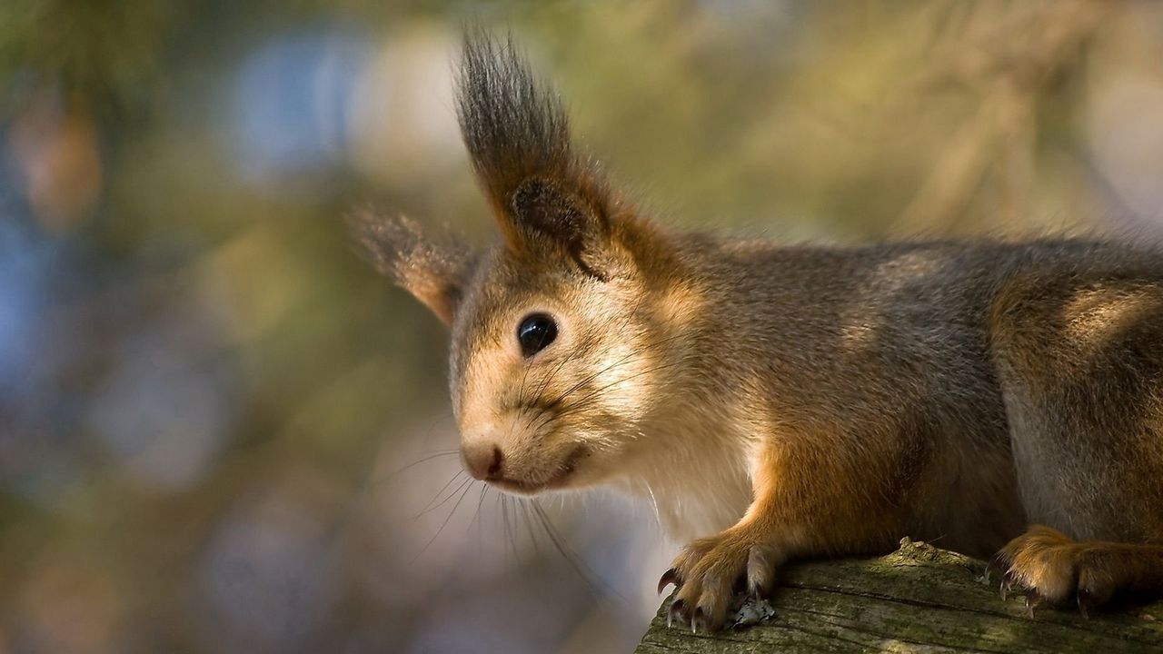 Wallpaper red, squirrel, ears, funny