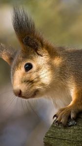 Preview wallpaper red, squirrel, ears, funny