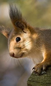 Preview wallpaper red, squirrel, ears, funny