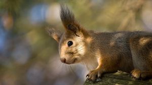 Preview wallpaper red, squirrel, ears, funny