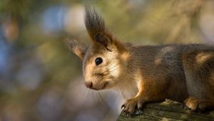 Preview wallpaper red, squirrel, ears, funny