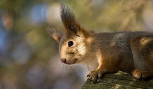 Preview wallpaper red, squirrel, ears, funny