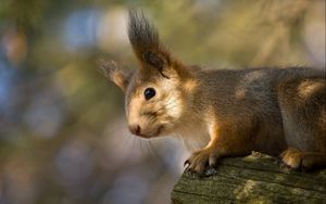 Preview wallpaper red, squirrel, ears, funny