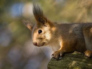 Preview wallpaper red, squirrel, ears, funny