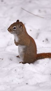 Preview wallpaper red squirrel, squirrel, snow, winter, wildlife