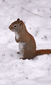 Preview wallpaper red squirrel, squirrel, snow, winter, wildlife