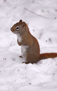 Preview wallpaper red squirrel, squirrel, snow, winter, wildlife