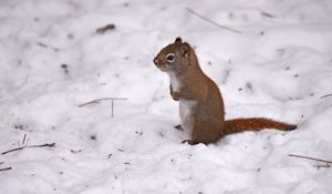 Preview wallpaper red squirrel, squirrel, snow, winter, wildlife