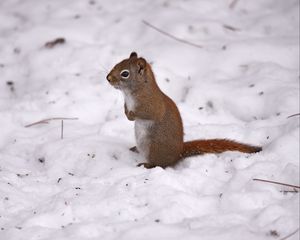 Preview wallpaper red squirrel, squirrel, snow, winter, wildlife