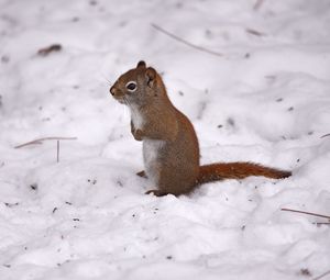 Preview wallpaper red squirrel, squirrel, snow, winter, wildlife