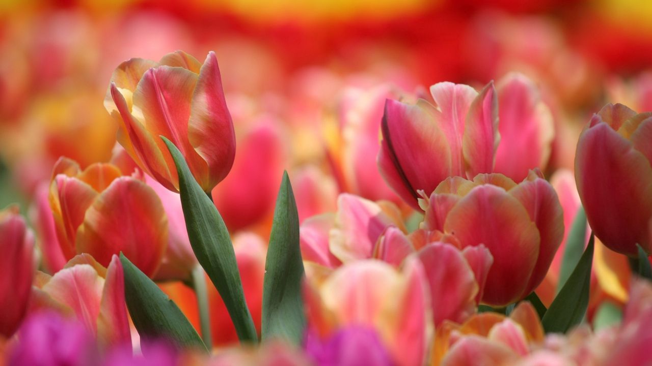 Wallpaper red, tulip, pink, many