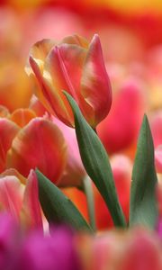 Preview wallpaper red, tulip, pink, many