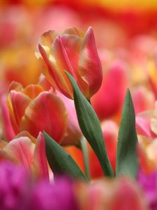 Preview wallpaper red, tulip, pink, many