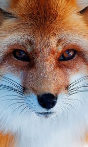 Preview wallpaper red, winter, fox, nose, snow