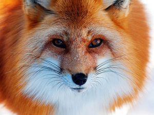 Preview wallpaper red, winter, fox, nose, snow