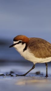 Preview wallpaper red-capped plover, bird, wildlife