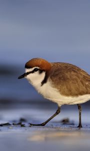 Preview wallpaper red-capped plover, bird, wildlife