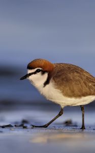 Preview wallpaper red-capped plover, bird, wildlife