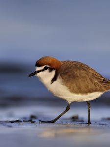 Preview wallpaper red-capped plover, bird, wildlife