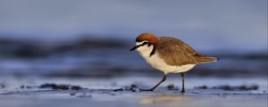 Preview wallpaper red-capped plover, bird, wildlife