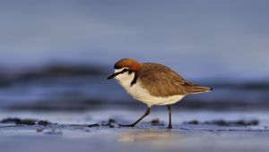 Preview wallpaper red-capped plover, bird, wildlife