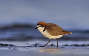 Preview wallpaper red-capped plover, bird, wildlife