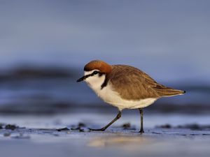 Preview wallpaper red-capped plover, bird, wildlife