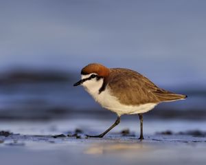 Preview wallpaper red-capped plover, bird, wildlife