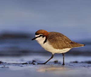 Preview wallpaper red-capped plover, bird, wildlife