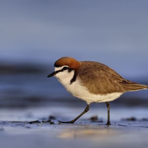 Preview wallpaper red-capped plover, bird, wildlife