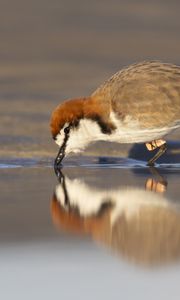 Preview wallpaper red-capped plover, bird, wildlife, pond