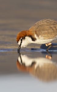 Preview wallpaper red-capped plover, bird, wildlife, pond