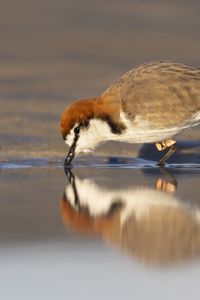 Preview wallpaper red-capped plover, bird, wildlife, pond