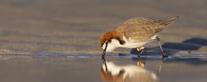 Preview wallpaper red-capped plover, bird, wildlife, pond