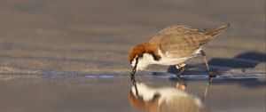 Preview wallpaper red-capped plover, bird, wildlife, pond