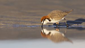 Preview wallpaper red-capped plover, bird, wildlife, pond