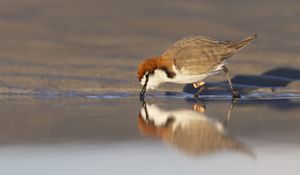 Preview wallpaper red-capped plover, bird, wildlife, pond