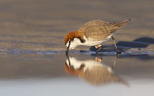 Preview wallpaper red-capped plover, bird, wildlife, pond