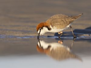 Preview wallpaper red-capped plover, bird, wildlife, pond